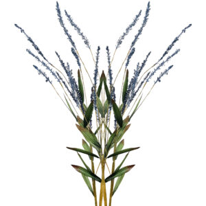 GOLDEN WATTLE BLUE