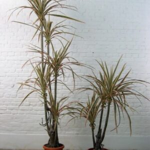 Cordyline Tree