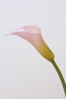 TheShowroom Furniture Small Calla Lily-Light Pink