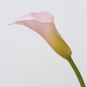 TheShowroom Furniture Small Calla Lily-Light Pink
