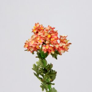 Denise Blossoms