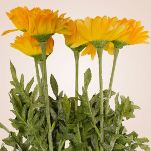 Diane Daisies
