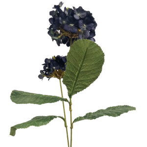 Deb Hydrangea Blooms