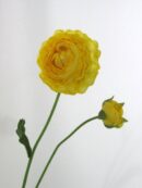 TheShowroom Furniture Yellow Ranunculus Flower