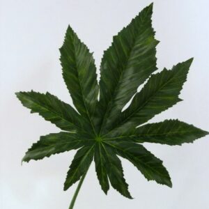 Megan Leaf