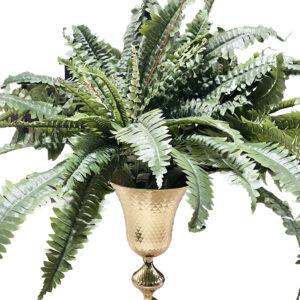 Boston Fern