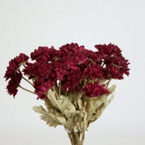 Bordeaux Dahlia Mini