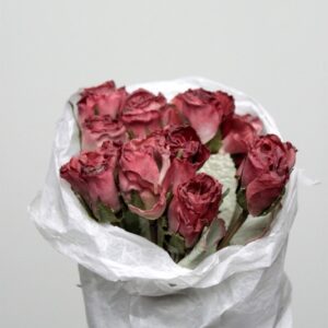 Bourdeax Rose
