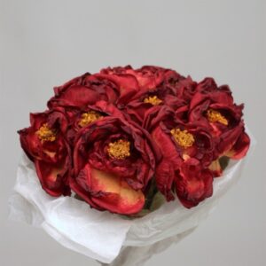 ROSE OUVERTE BORDEAUX