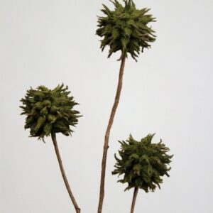 Diana Clusters