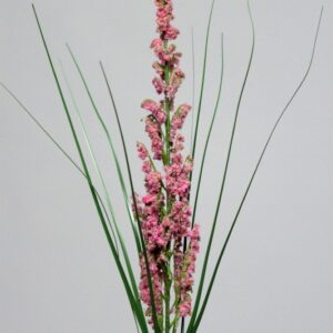 Astilbe Rose
