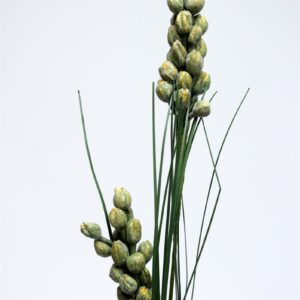 Sue Bouquet