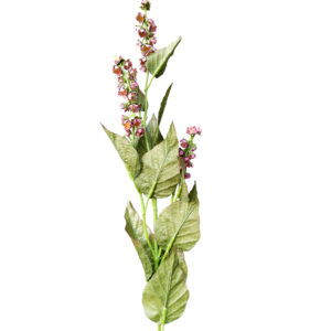 Burgundy Revina Blossom