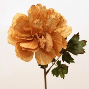 Lacy Peony
