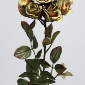 Yellow Rose Flower