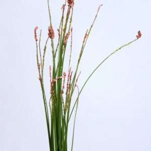 FW1526/ONION GRASS