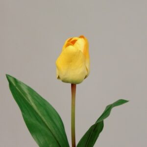 Elanor Tulip