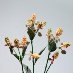 Veronica Buds