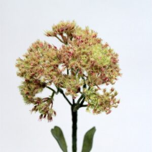 Achillea Cluster