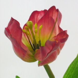 Burgundy Tulip Spray