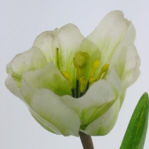 Green Tulip Spray