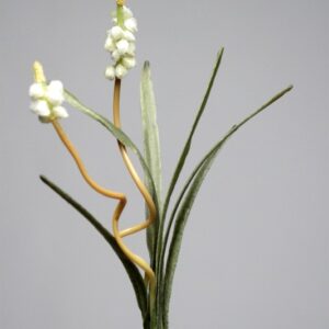 Creme Muscari Flower