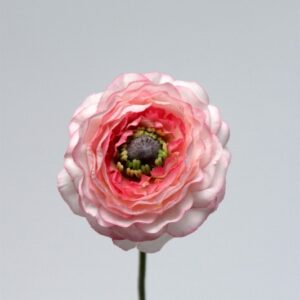 Pink Ranunculus Bloom