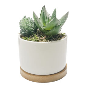 Pauline Succulents