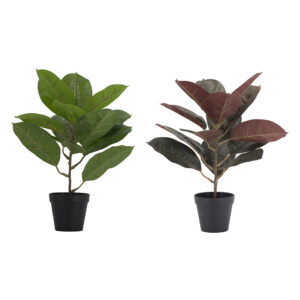 Joann Plants (Set of 2)