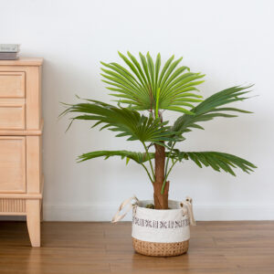 Palm Tree