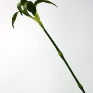 Margaret Bamboo Tree