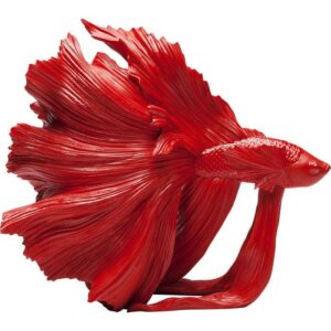Beta Fish