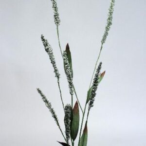 GOLDEN WATTLE GREEN