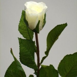 Rose Bud
