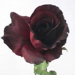 Open Rosebud Spray-Burgundy