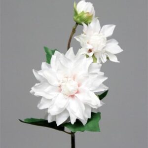 Camelia White Bloom