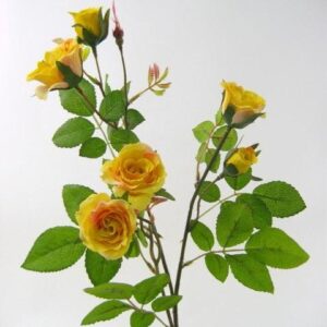 Yellow Rose Bloom