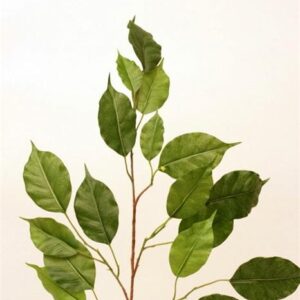 Ficus Spray