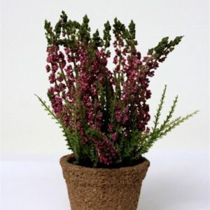 Pink Erica on Pot