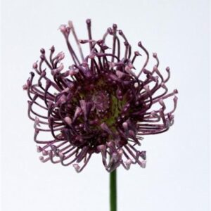 TheShowroom Furniture Purple Floral Spray