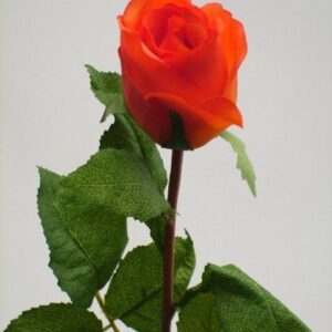 Patricia Rose Bud