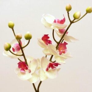 Liz PHALENOPSIS