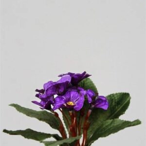 Primula Flowers-PURPLE