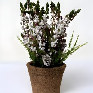 White Erica on Pot