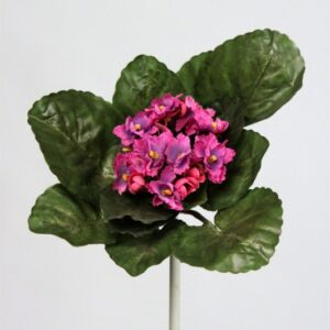 Fushia African Violet