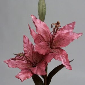 Burgundy Lilium Flower