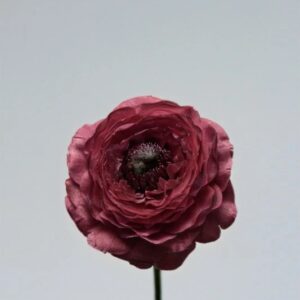 Burgundy Ranunculus Bloom