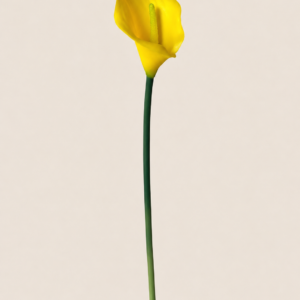 Cala-Yellow
