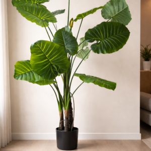 Elephant Ears Tree