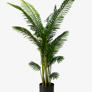 Imperial Areca Palm